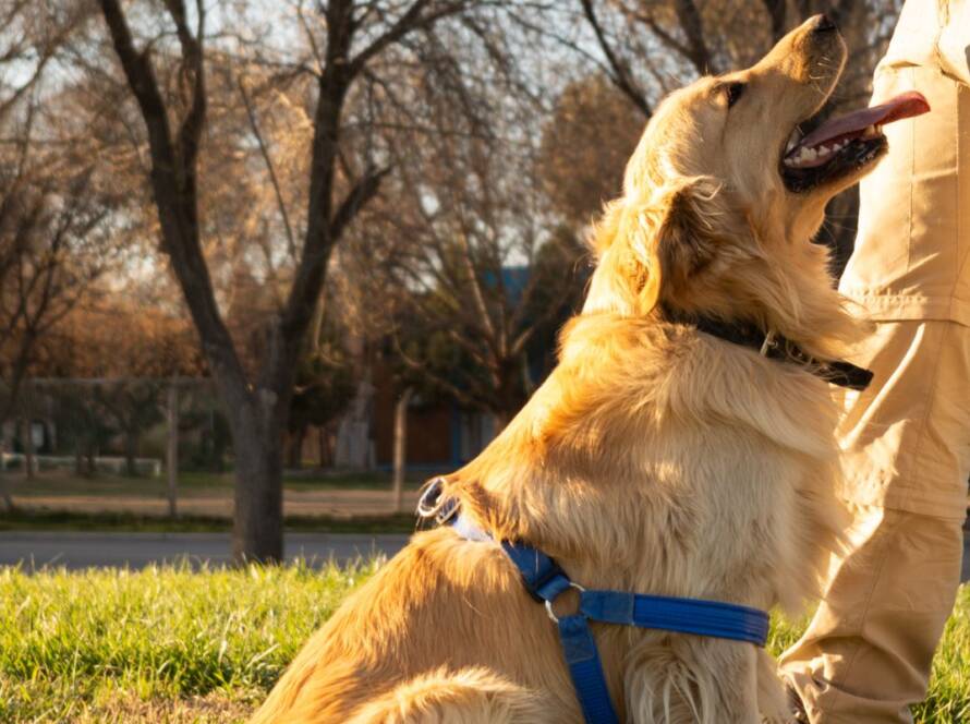 service dog training at home benefits DFW rockwall, tx