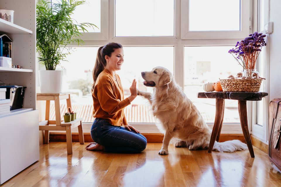 dallas in-home dog training sessions dfw canine trainers plano service dogs