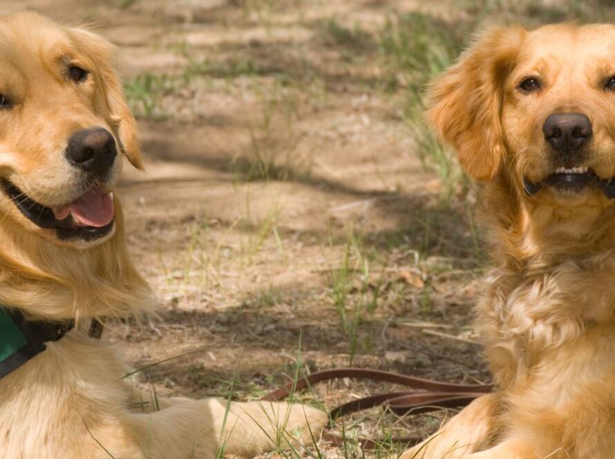 DFW service dog training rockwall, tx