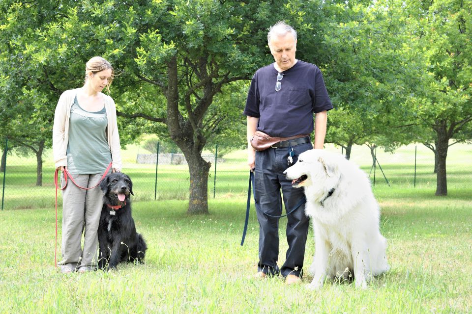 group dog training classes at TSDTA in Dallas 