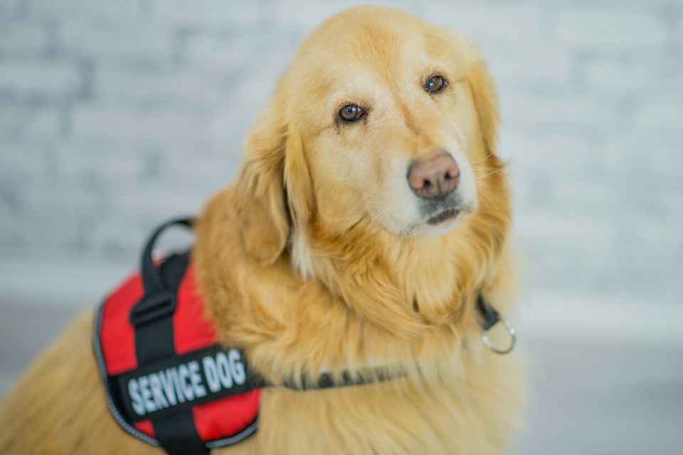 service dog training dfw dallas rockwall