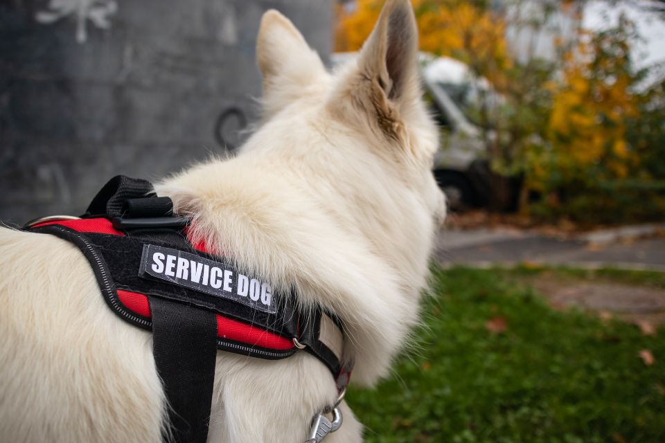 dog training service dfw service dog trainers rockwall