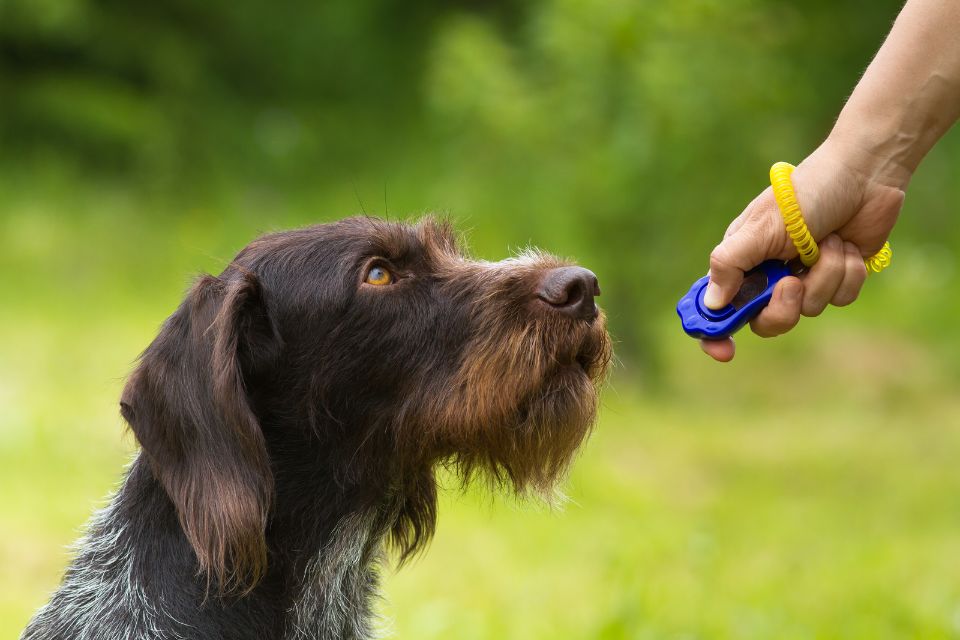 dallas board and train facility dfw dog training rockwall canine obedience plano service dog academy 