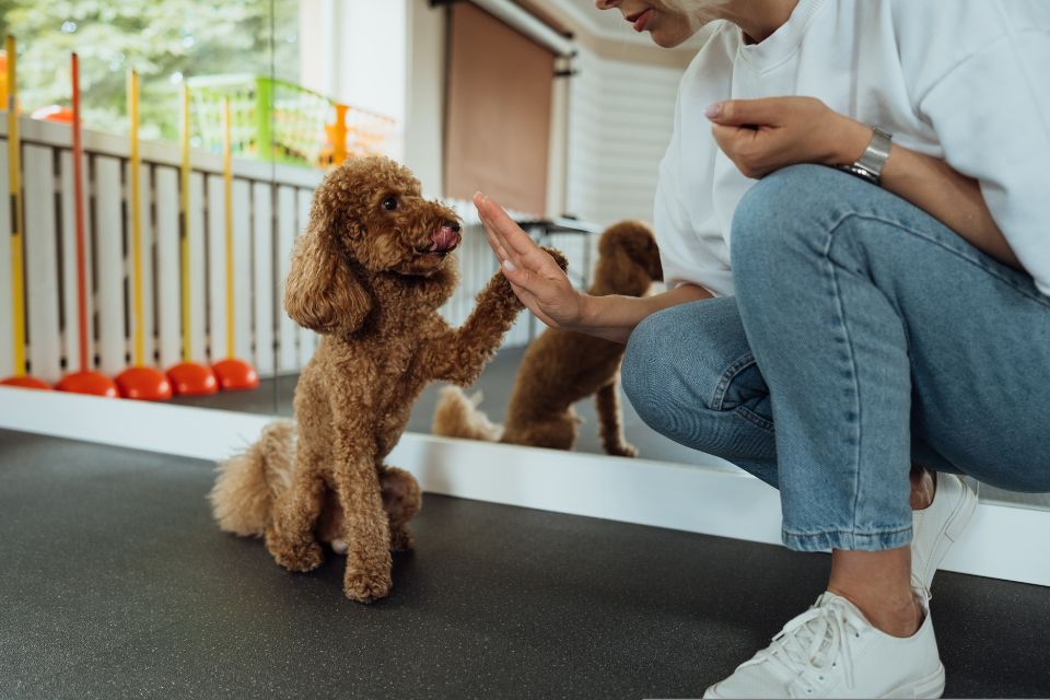 board and train dog training dallas dfw canine training plano service dogs