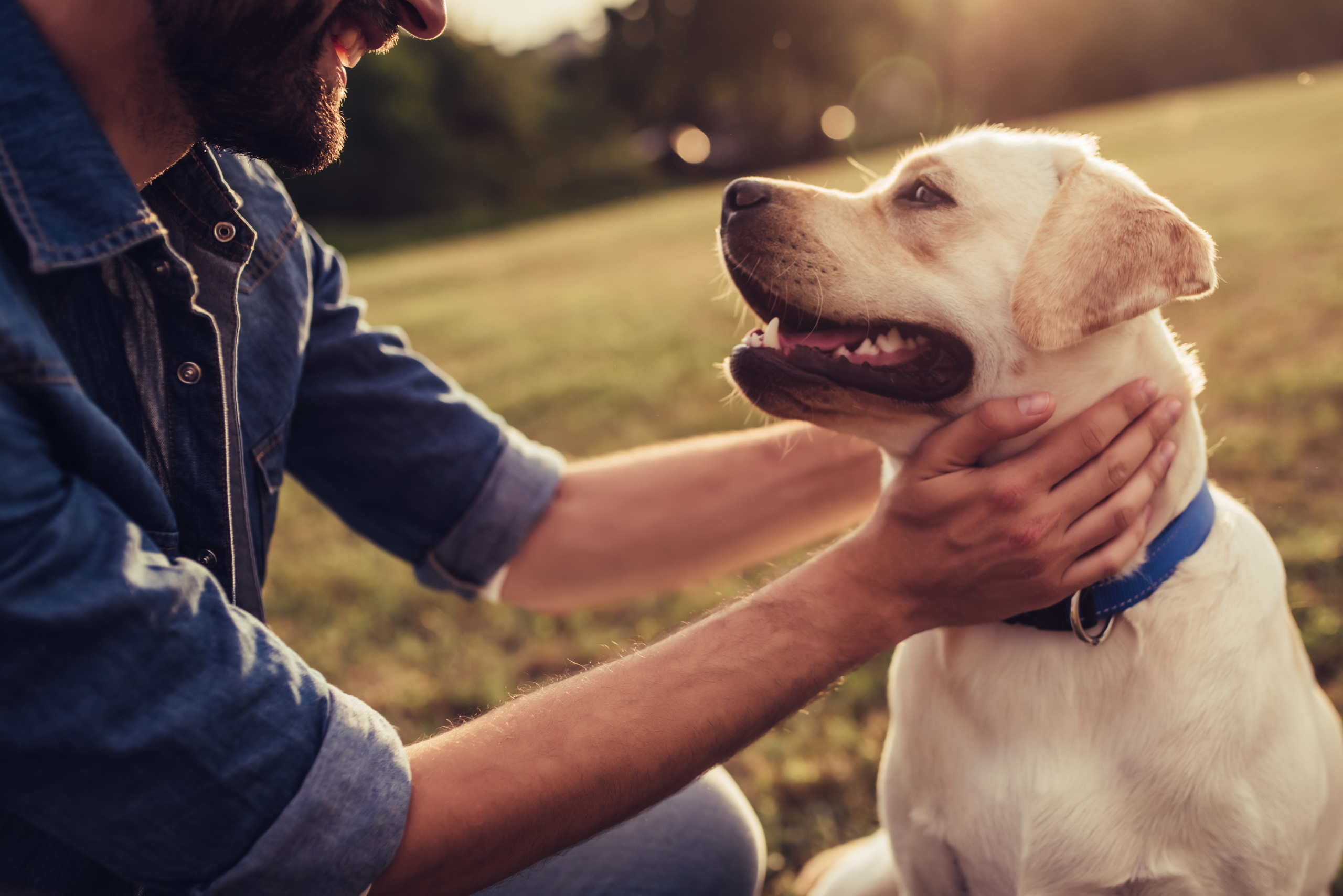 dallas dog trainers DFW dog board and train facilities rockwall dog training