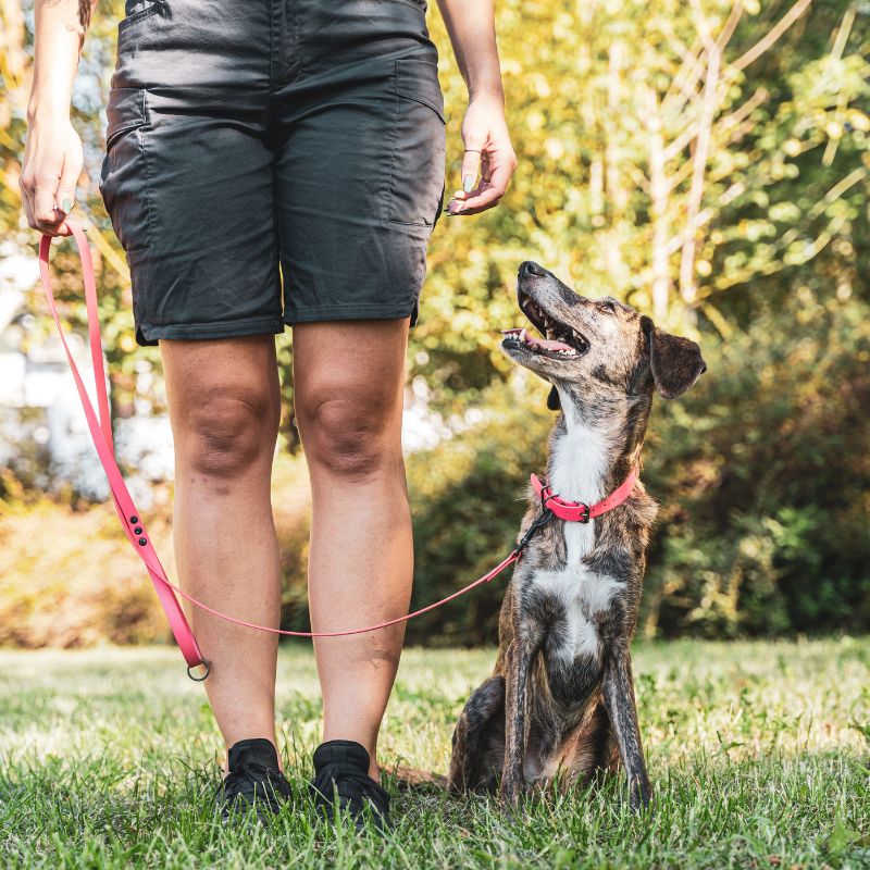 service dogs dfw dog training dallas canine obedience mckinney puppy training plano board and train services mesquite