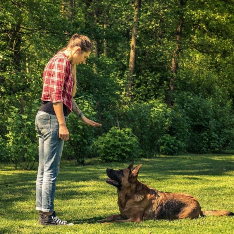 professional dallas dog training dfw canine obedience garland service dogs mckinney