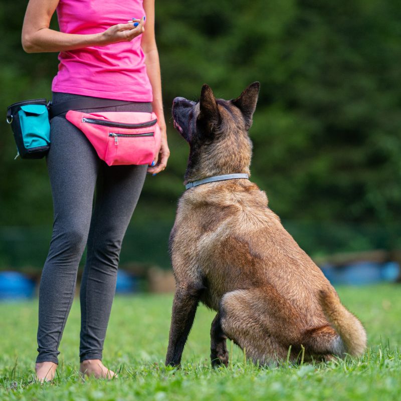 professional dog training in Plano canine trainers in Dallas DFW Obedience training Rockwall service dogs