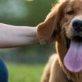 Benefits of Positive Reinforcement Dog Training