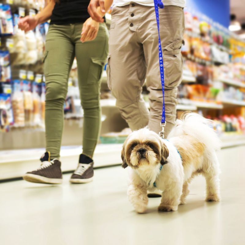frisco dog training and service dog trainers in DFW