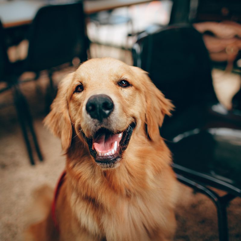 professional dog training in Lavon dog trainers
