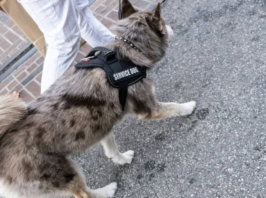 dog training in dallas service dog trainers DFW public access training rockwall