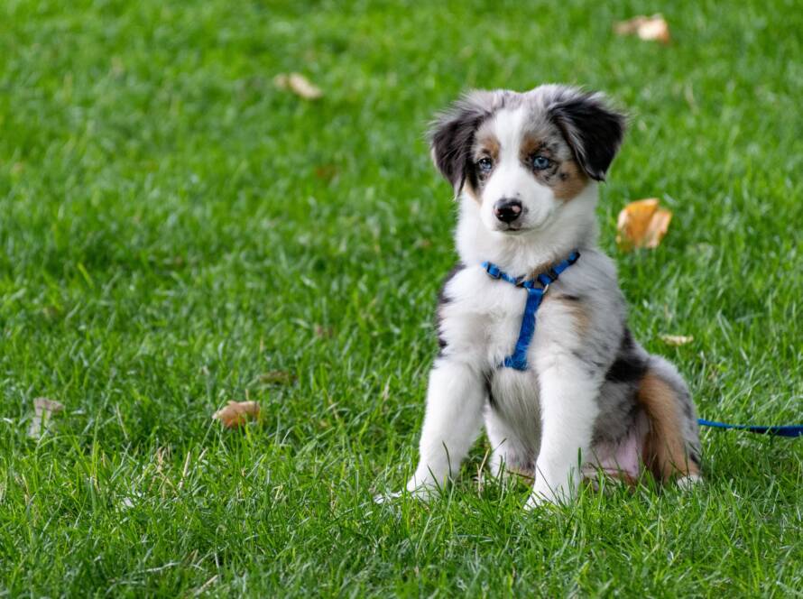 puppy training in rockwall, TX and beyond