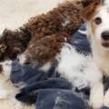 Separation Anxiety in Dogs and How to Help