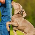 How to Stop Your Dog from Jumping on People: Tips from the Pros