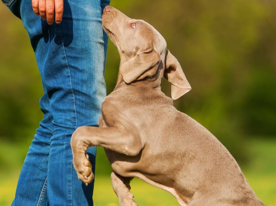 Dog jumping on its owner how to prevent jumping dog training dfw
