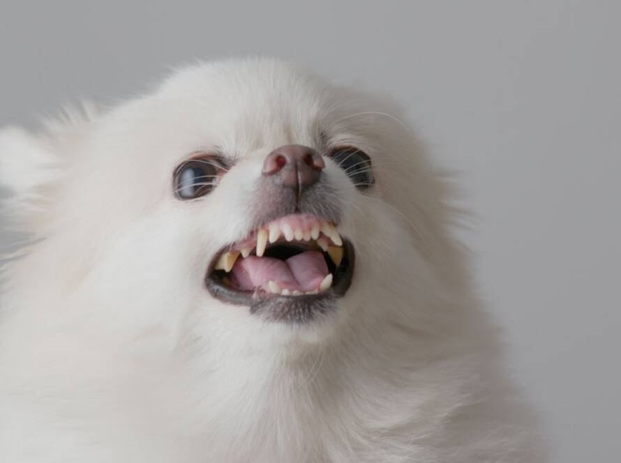 aggressive dog training in Dallas