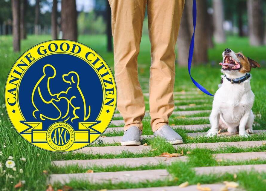 canine good citizen testing and training in Rockwall, TX