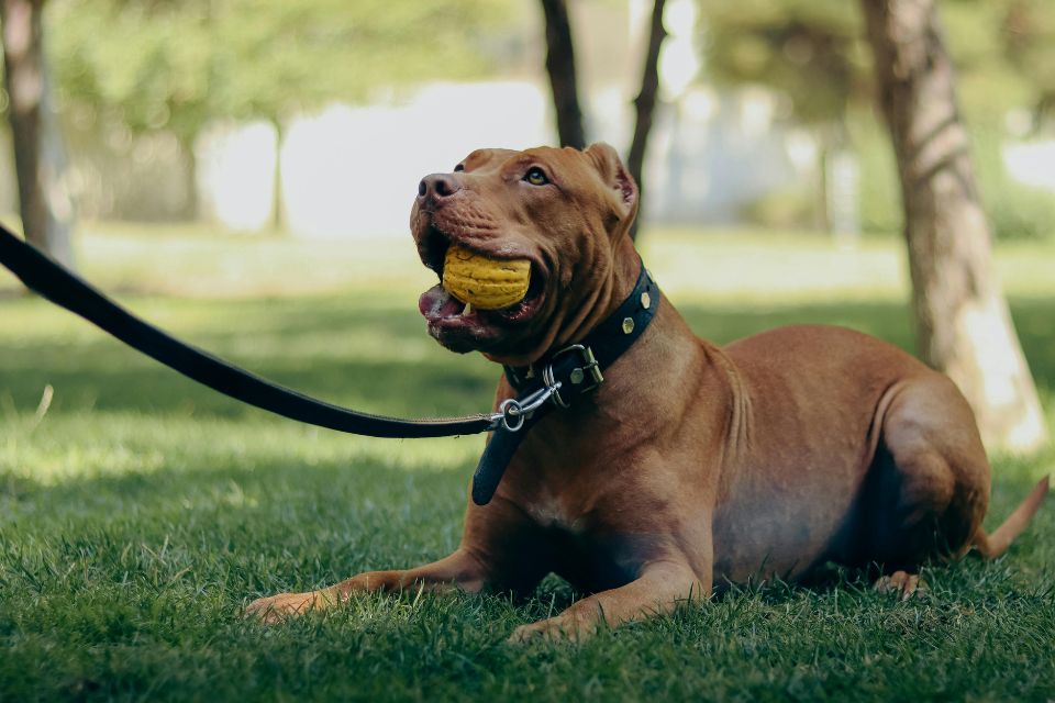canine good citizen training and testing for dogs in DFW