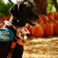 How to Get a Service Dog in Texas: Eligibility, Requirements, and the Step-by-Step Process