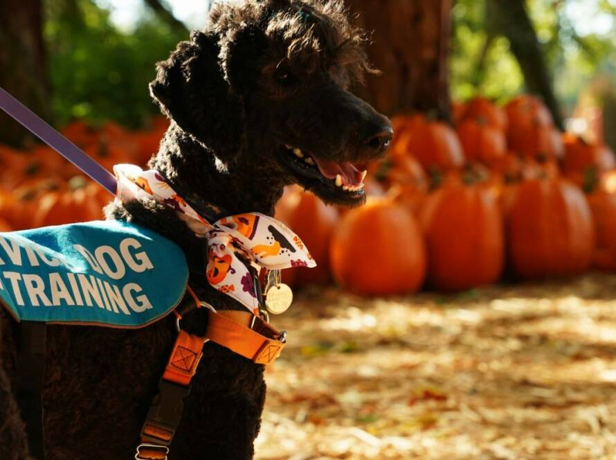 how to get a service dog in Texas