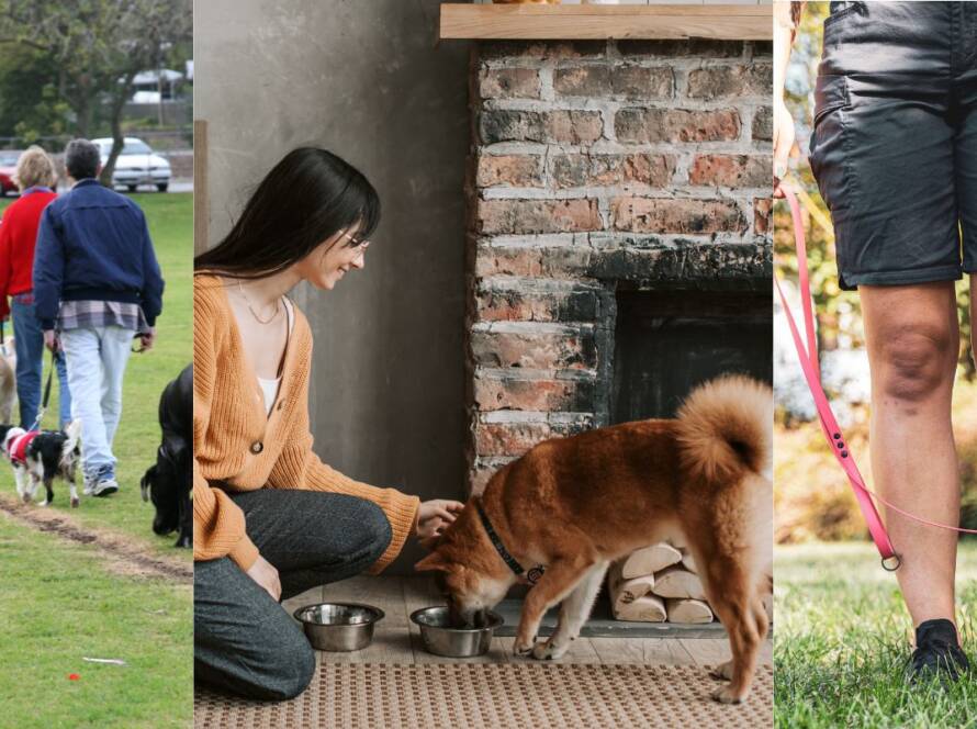 types of dog training services in DFW