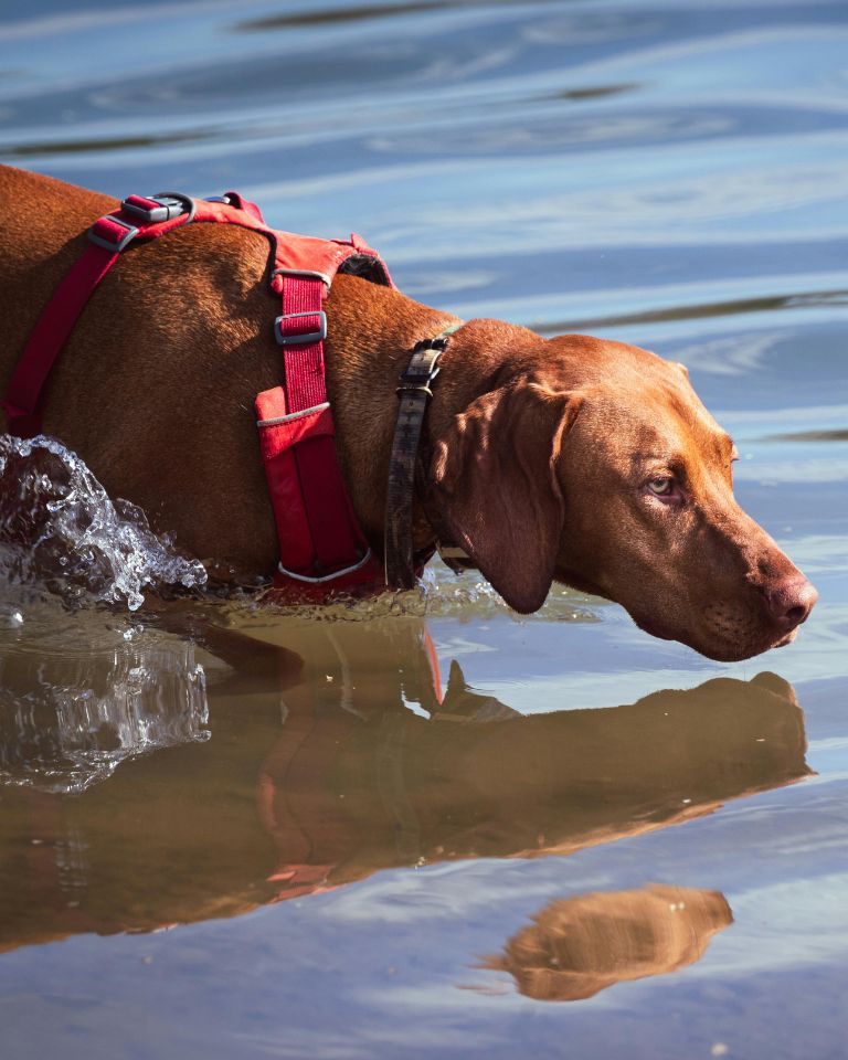 dog playing in Lake Lavon in DFW