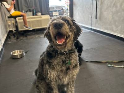 board and train dog training services in the DFW metroplex