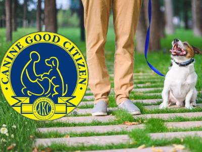canine good citizen testing and training in Rockwall, TX