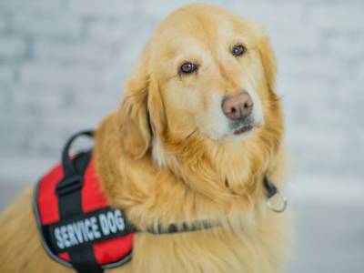 service dog training dfw dallas rockwall